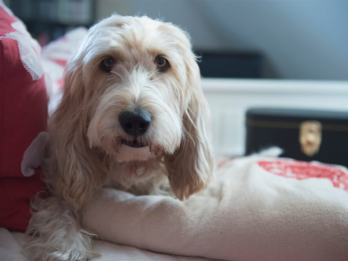 Grand Basset Griffon Vendéen im Foto