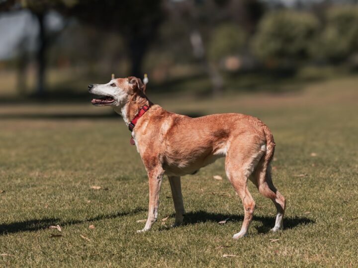 Greyhound im Foto