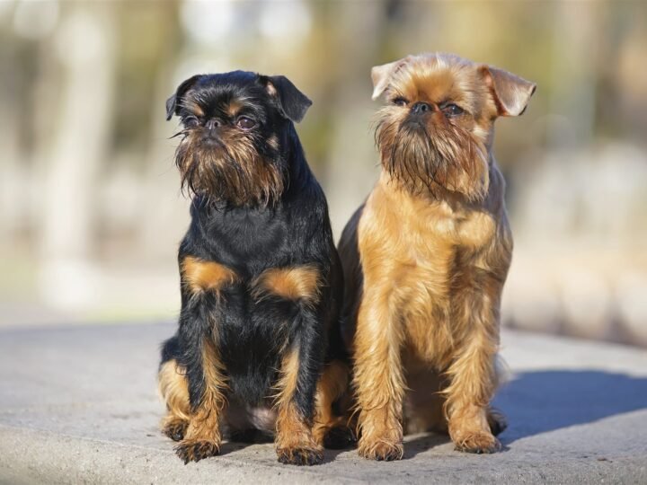 Griffon Belge im Foto