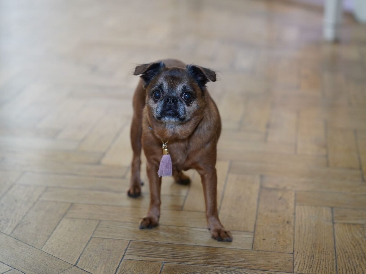 Griffon Bruxellois im Foto