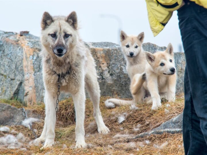 Grönlandhund im Foto