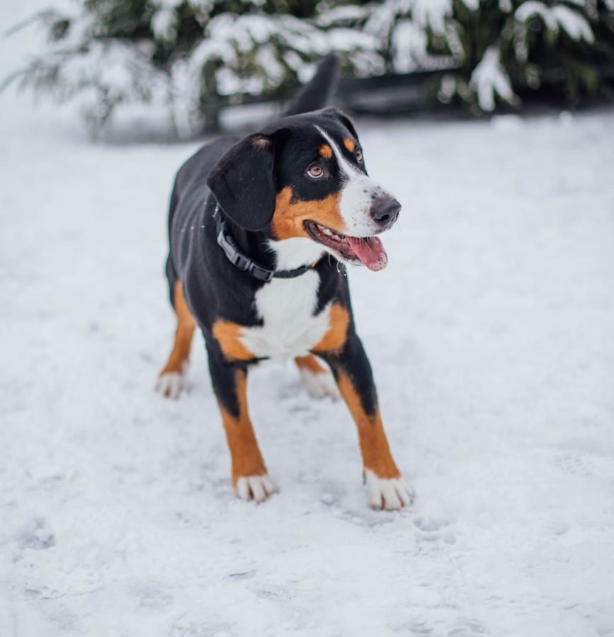 Großer Schweizer Sennenhund im Foto