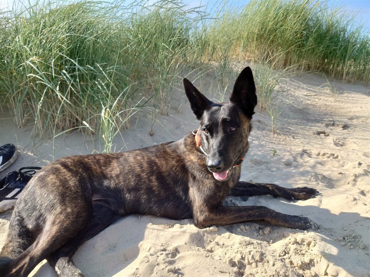 Hollandse Herdershond im Foto
