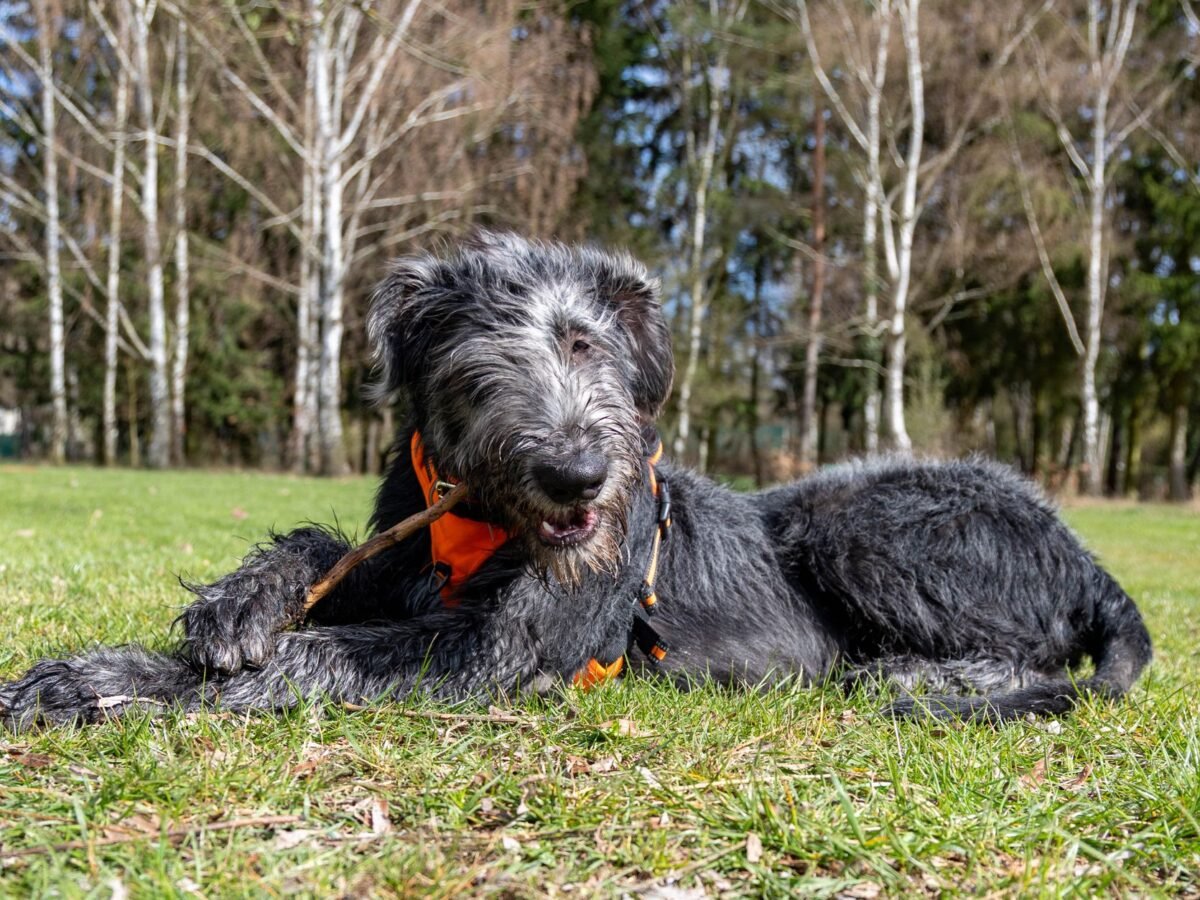 Irischer Wolfshund im Foto