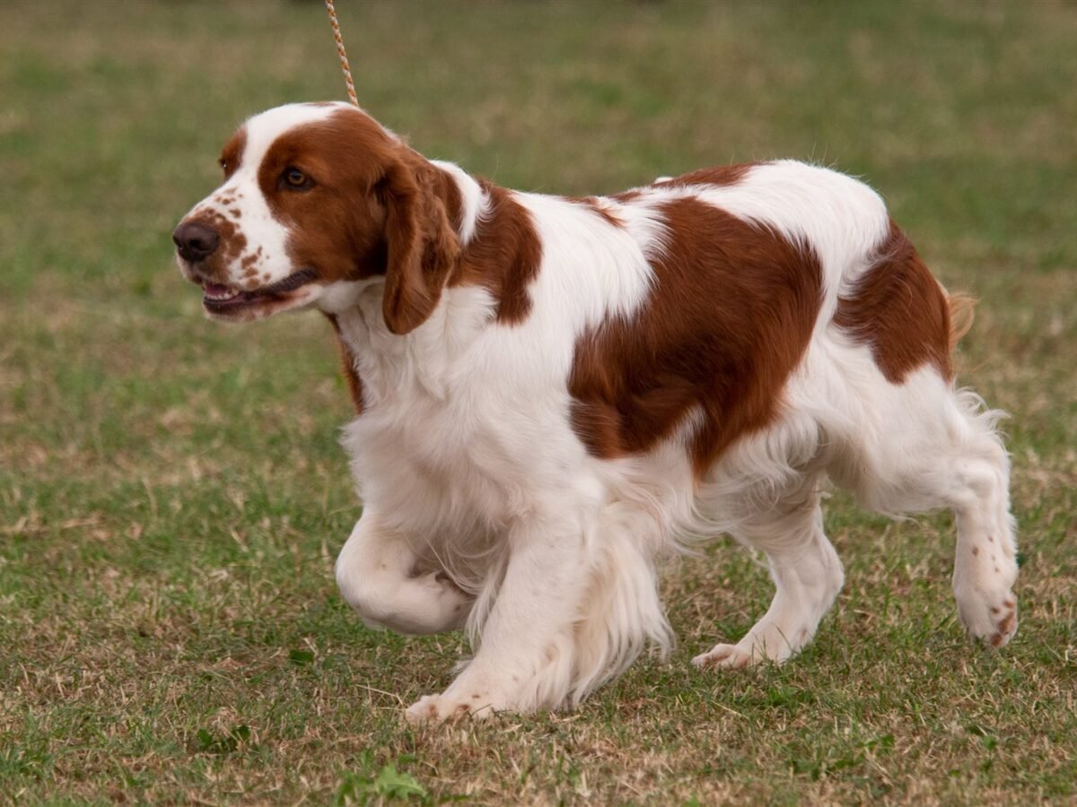 Irish Red and White Setter im Foto