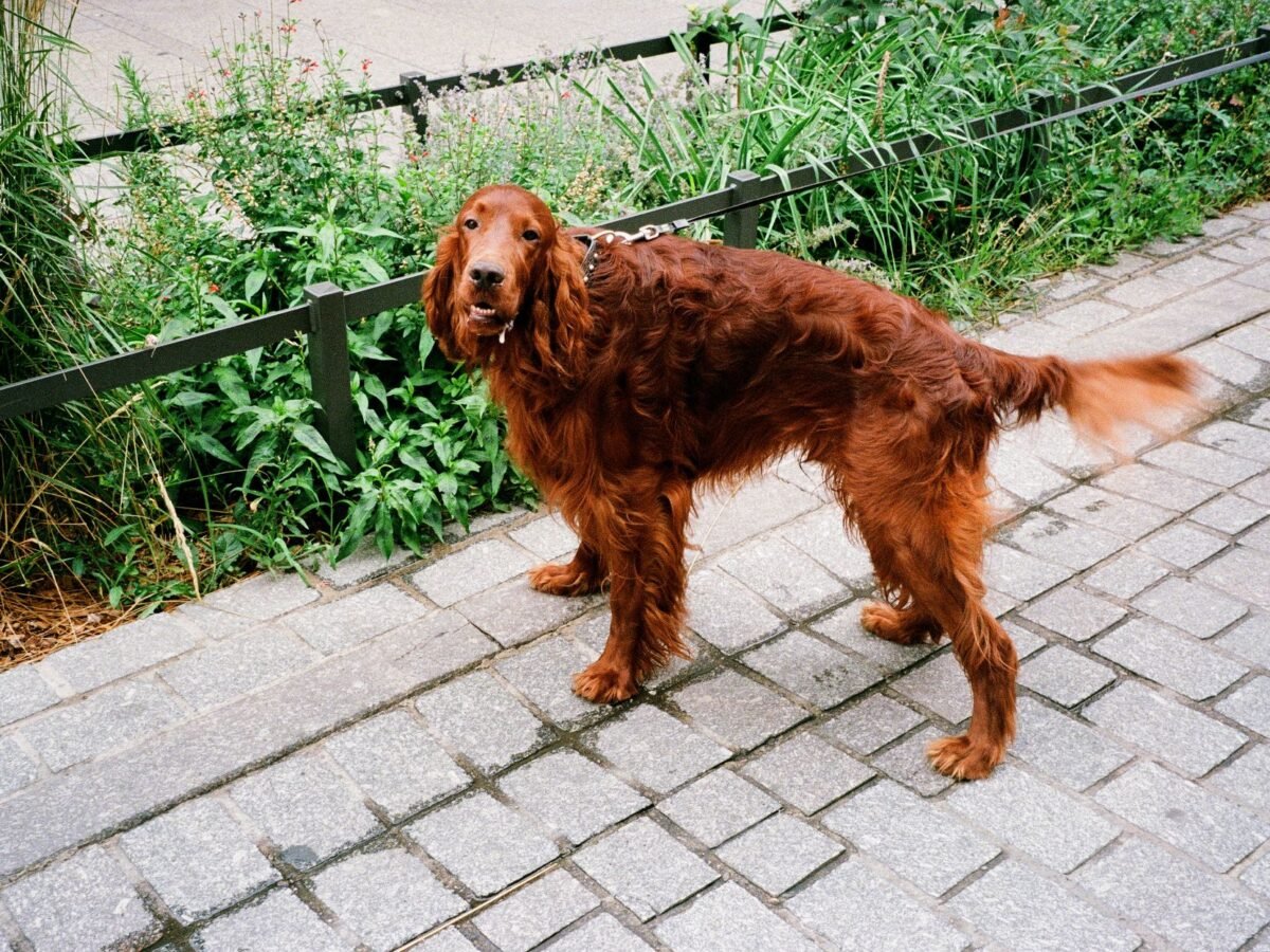 Irish Red Setter im Foto