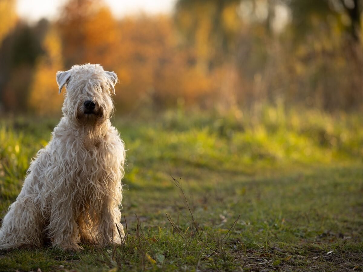 Irish Soft Coated Wheaten Terrier im Foto