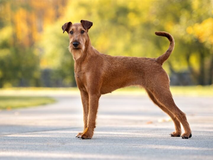 Irish Terrier im Foto