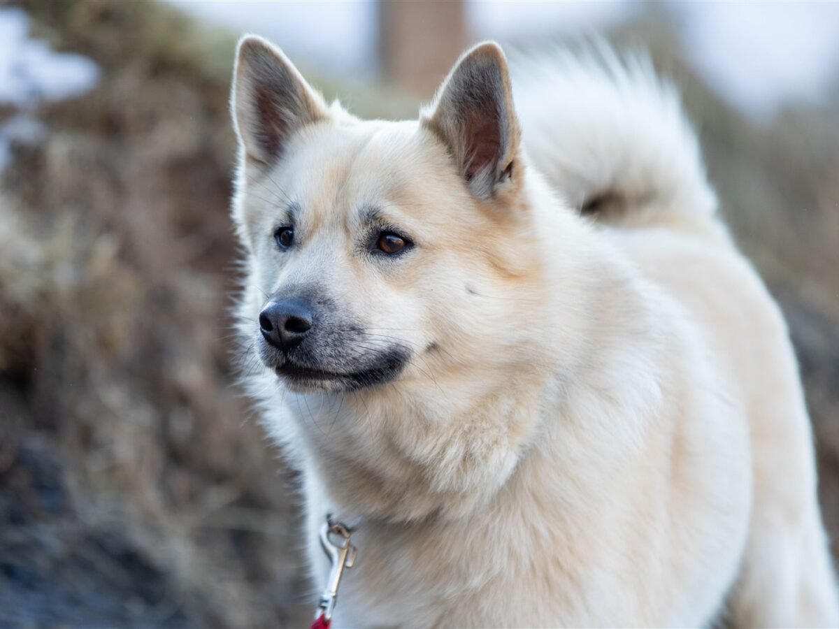 Islandhund im Foto