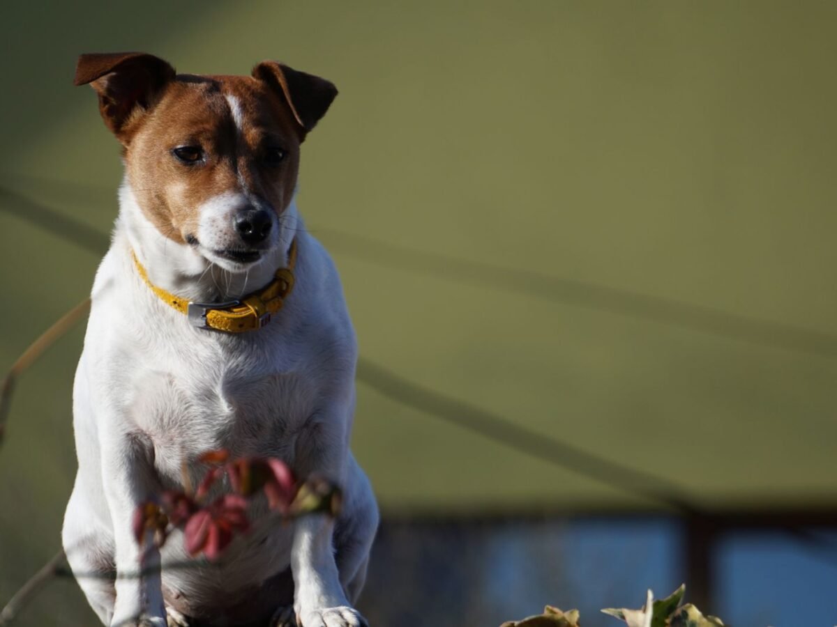 Jack Russell Terrier im Foto