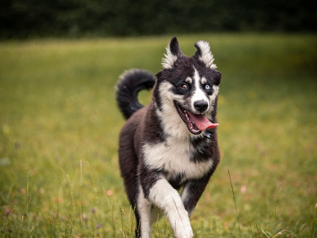Jakutische Laika im Foto