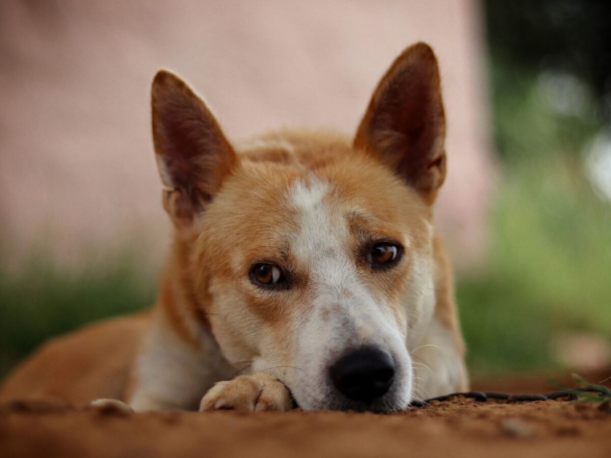 Kanaanhund im Foto