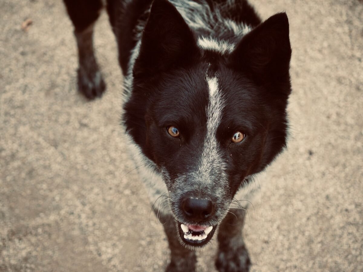 Karelischer Bärenhund im Foto