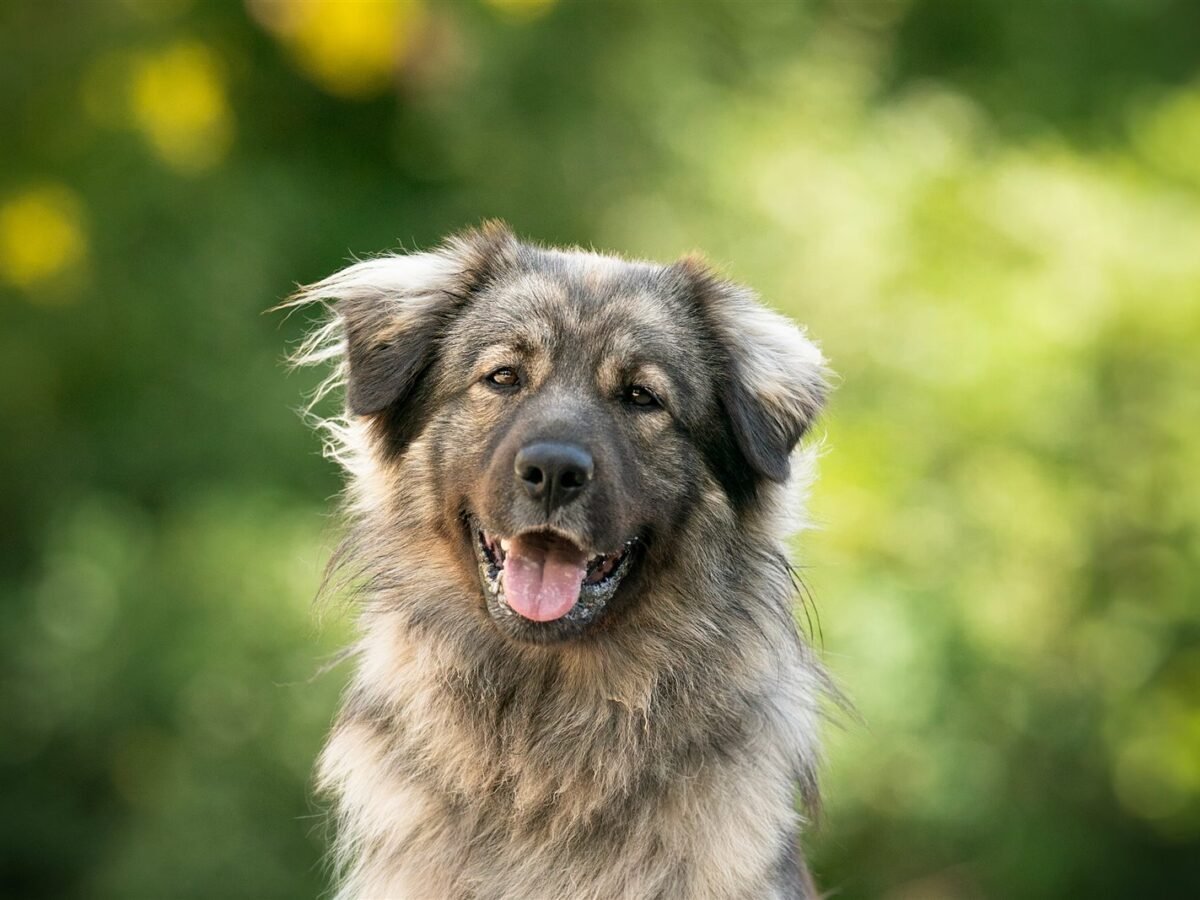 Karst-Schäferhund im Foto