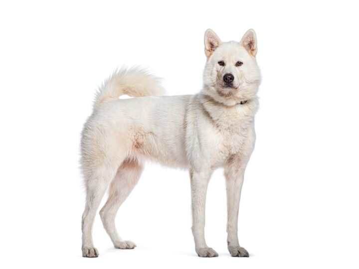 Kishu im Foto