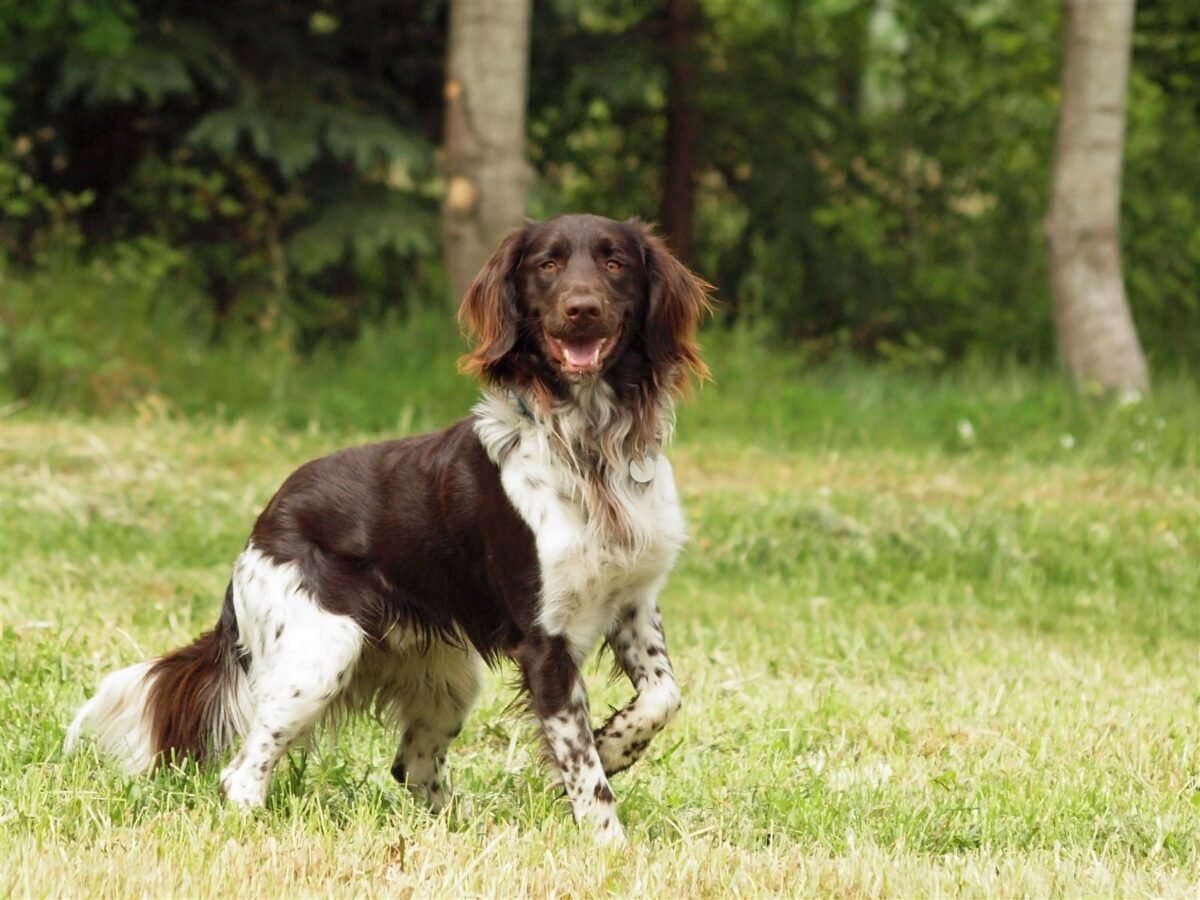 Kleiner Münsterländer im Foto