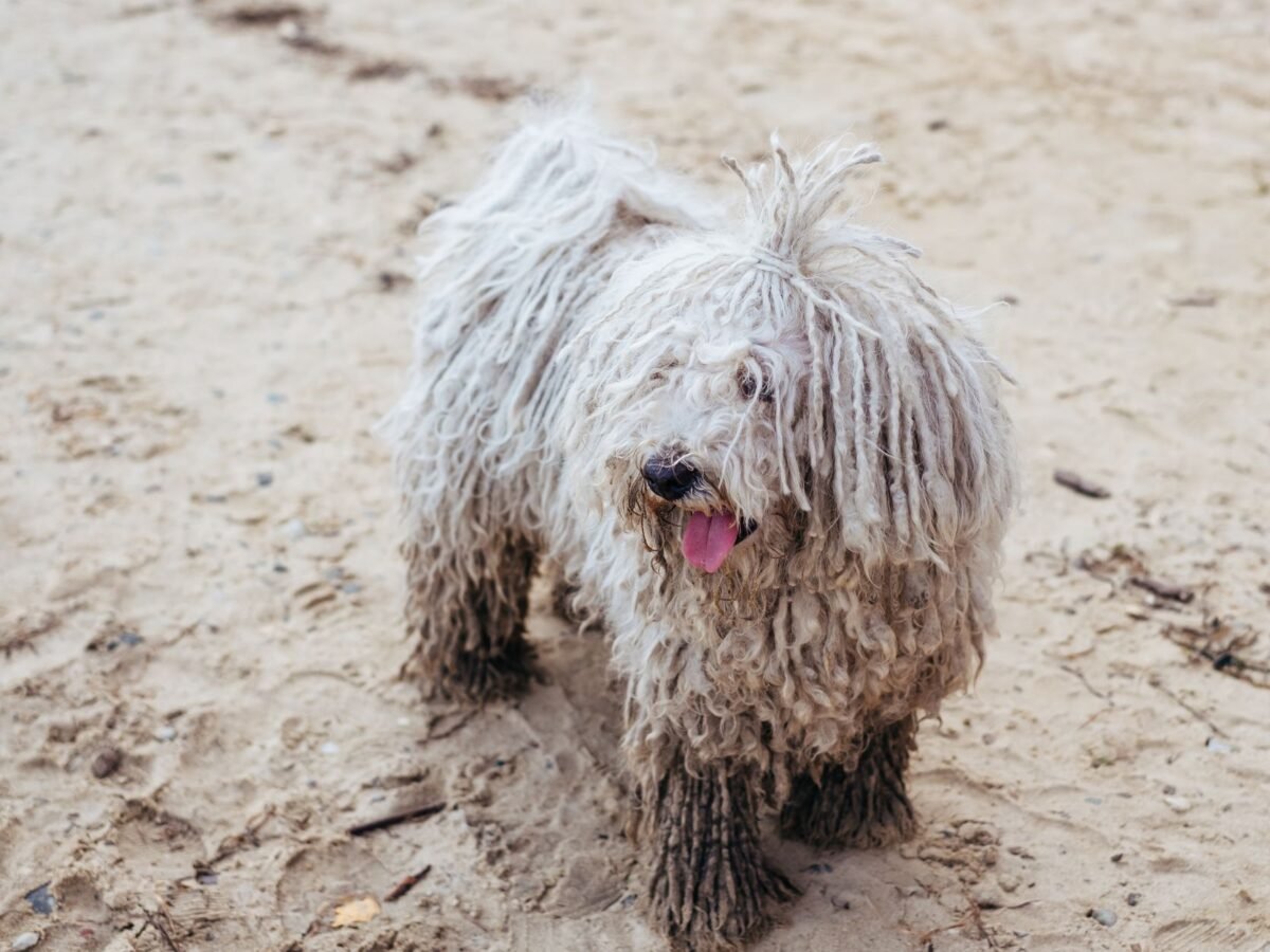 Komondor im Foto