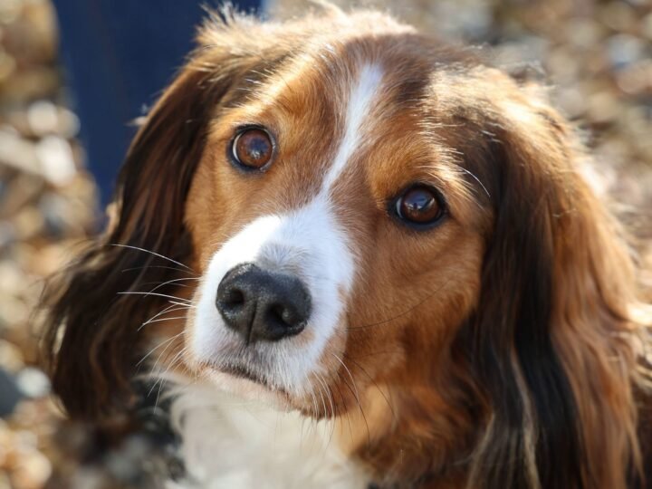Kooikerhondje im Foto