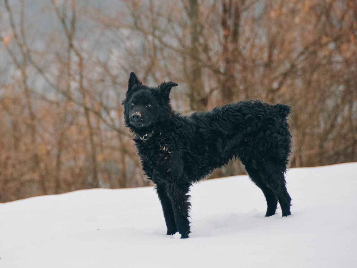 Kroatischer Schäferhund im Foto