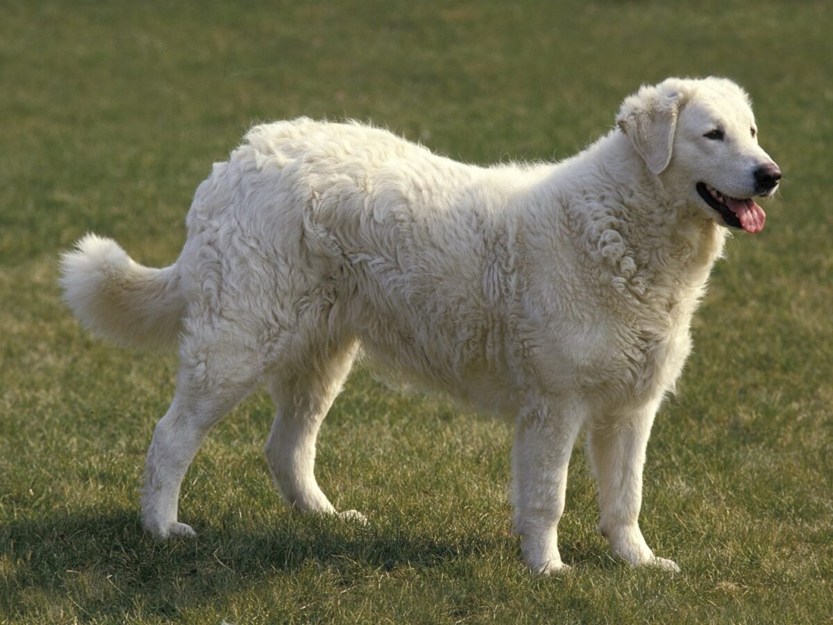 Kuvasz im Foto