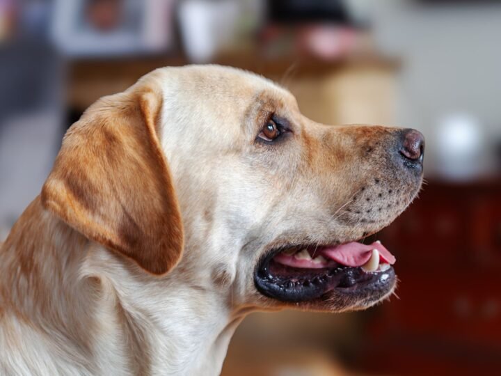 Labrador Retriever im Foto