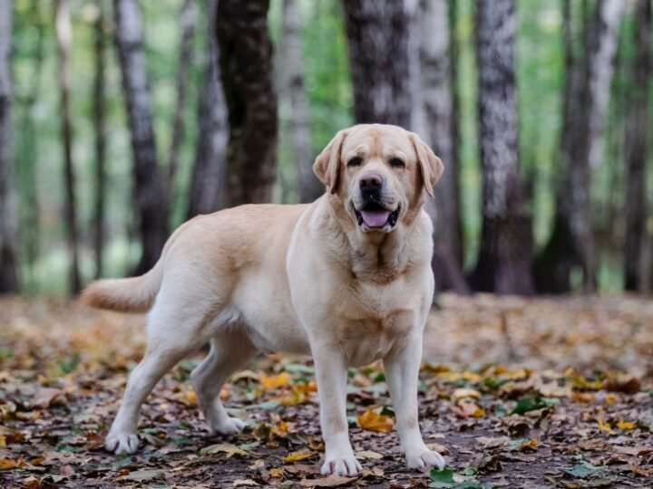 Labrador Retriever im Foto