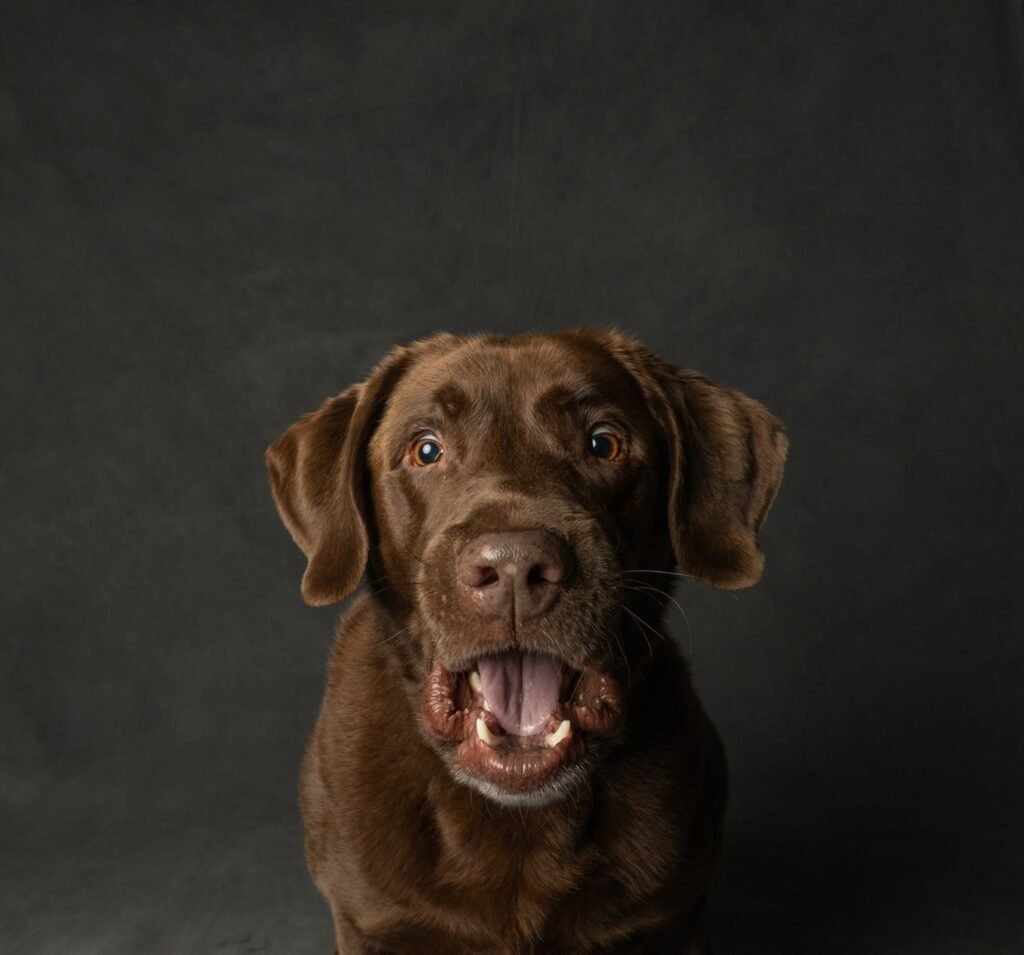 Labrador Retriever im Foto