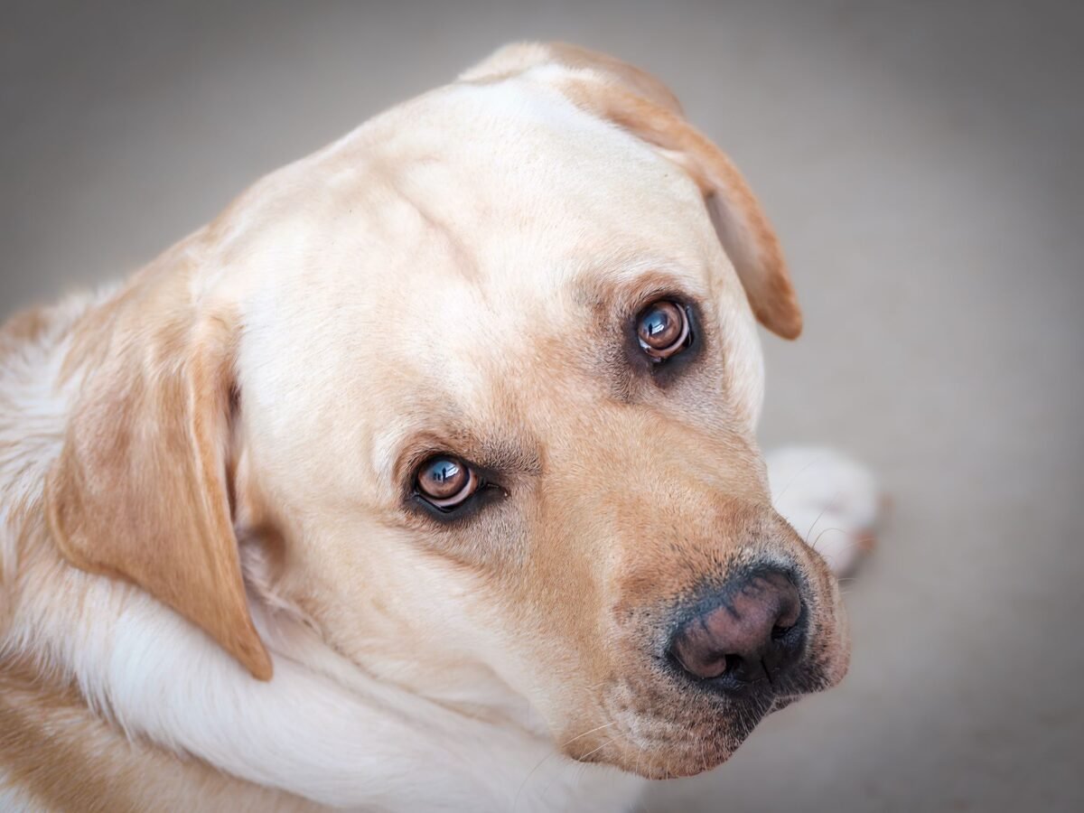 Labrador Retriever im Foto