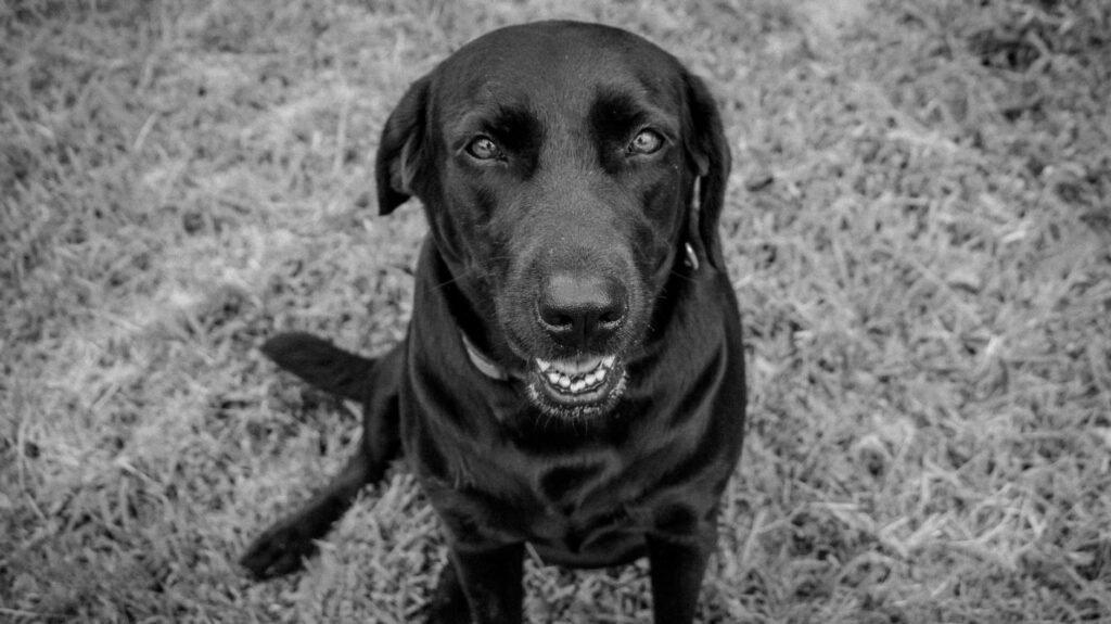 Labrador Retriever im Foto