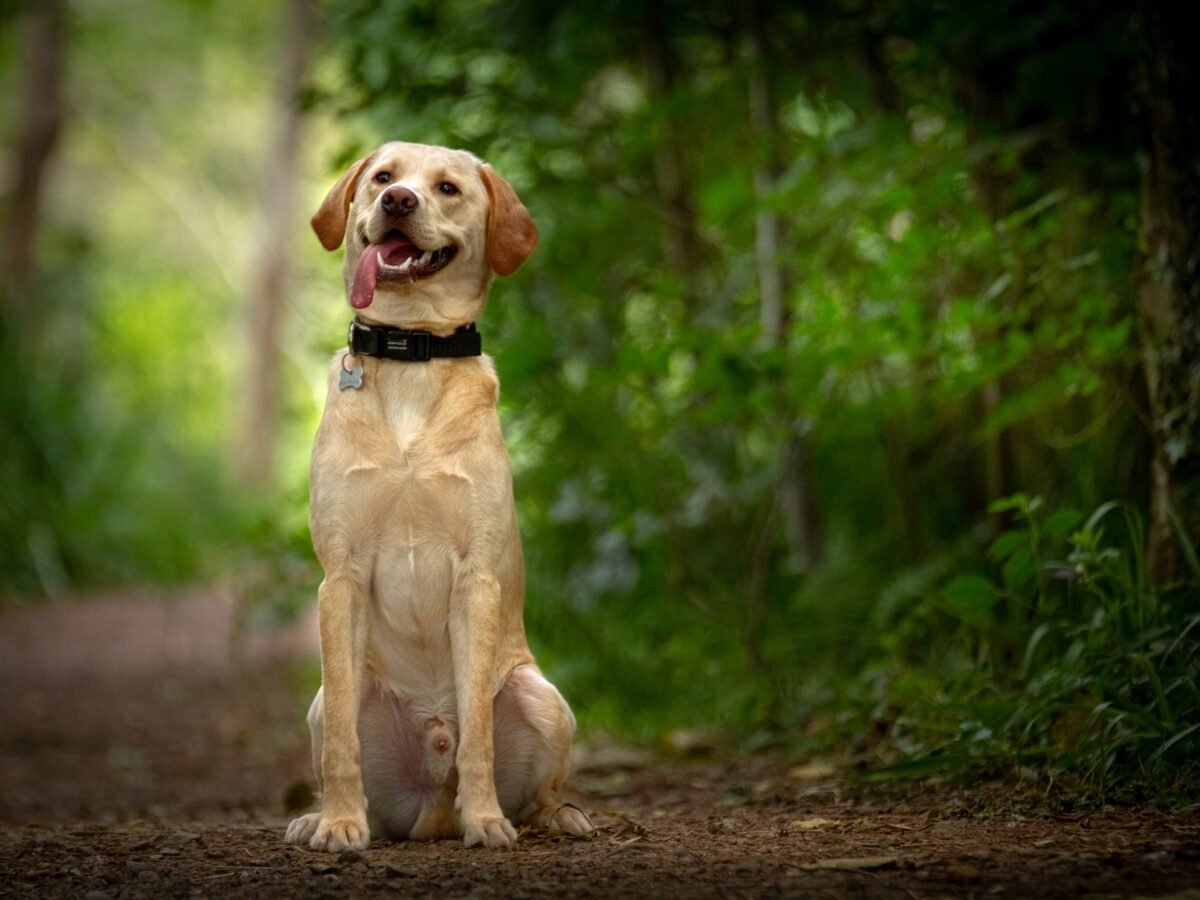 Labrador Retriever im Foto