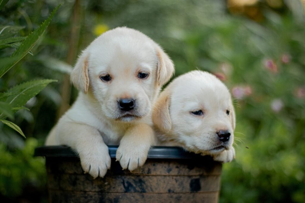 Labrador Retriever im Foto