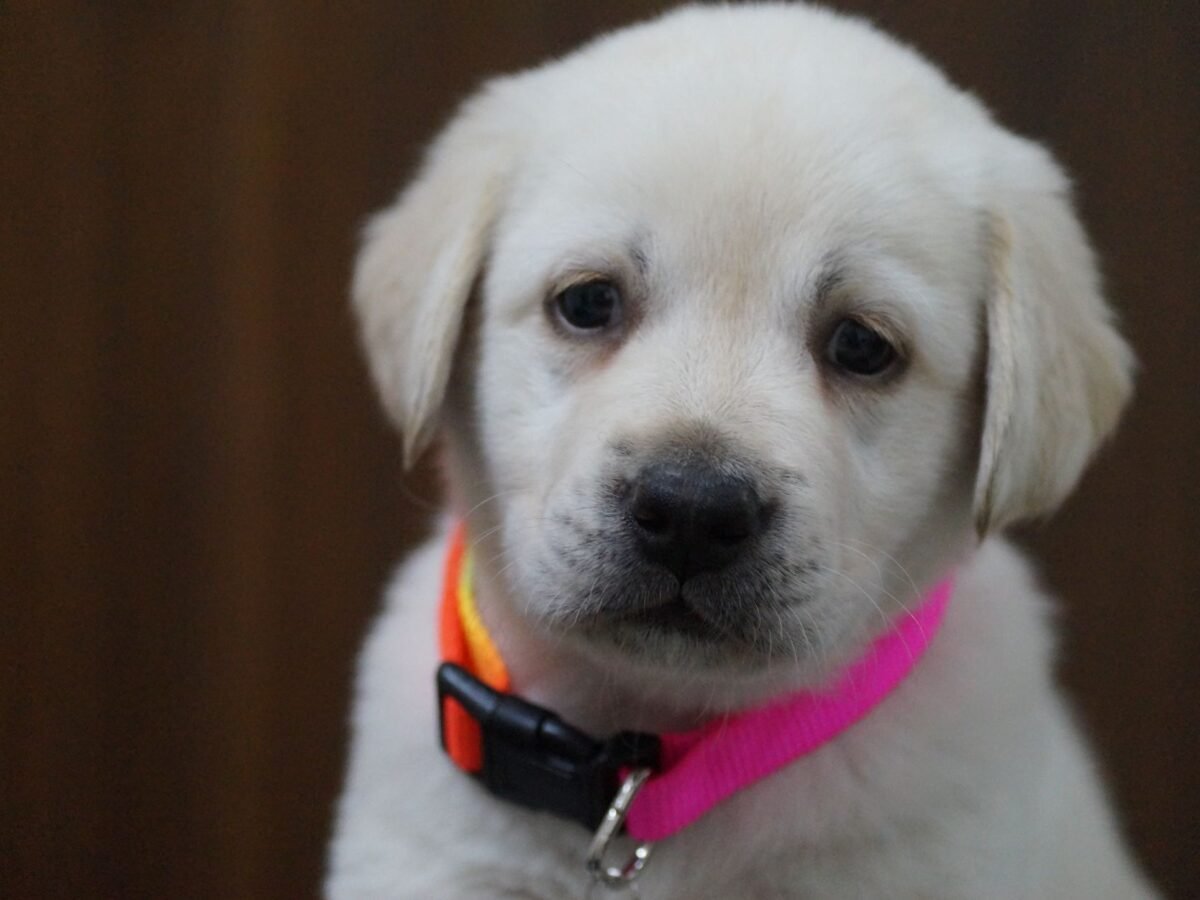 Labrador Retriever im Foto