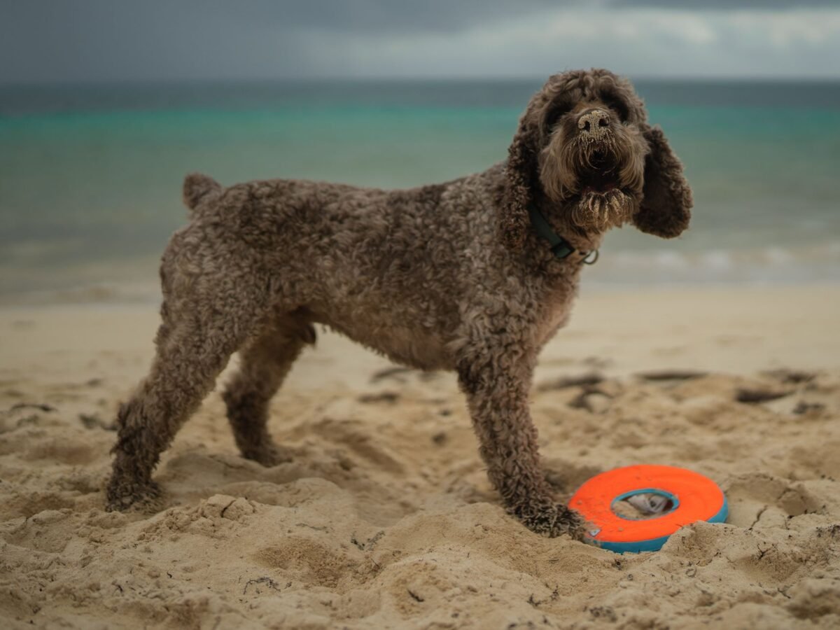 Lagotto Romagnolo im Foto
