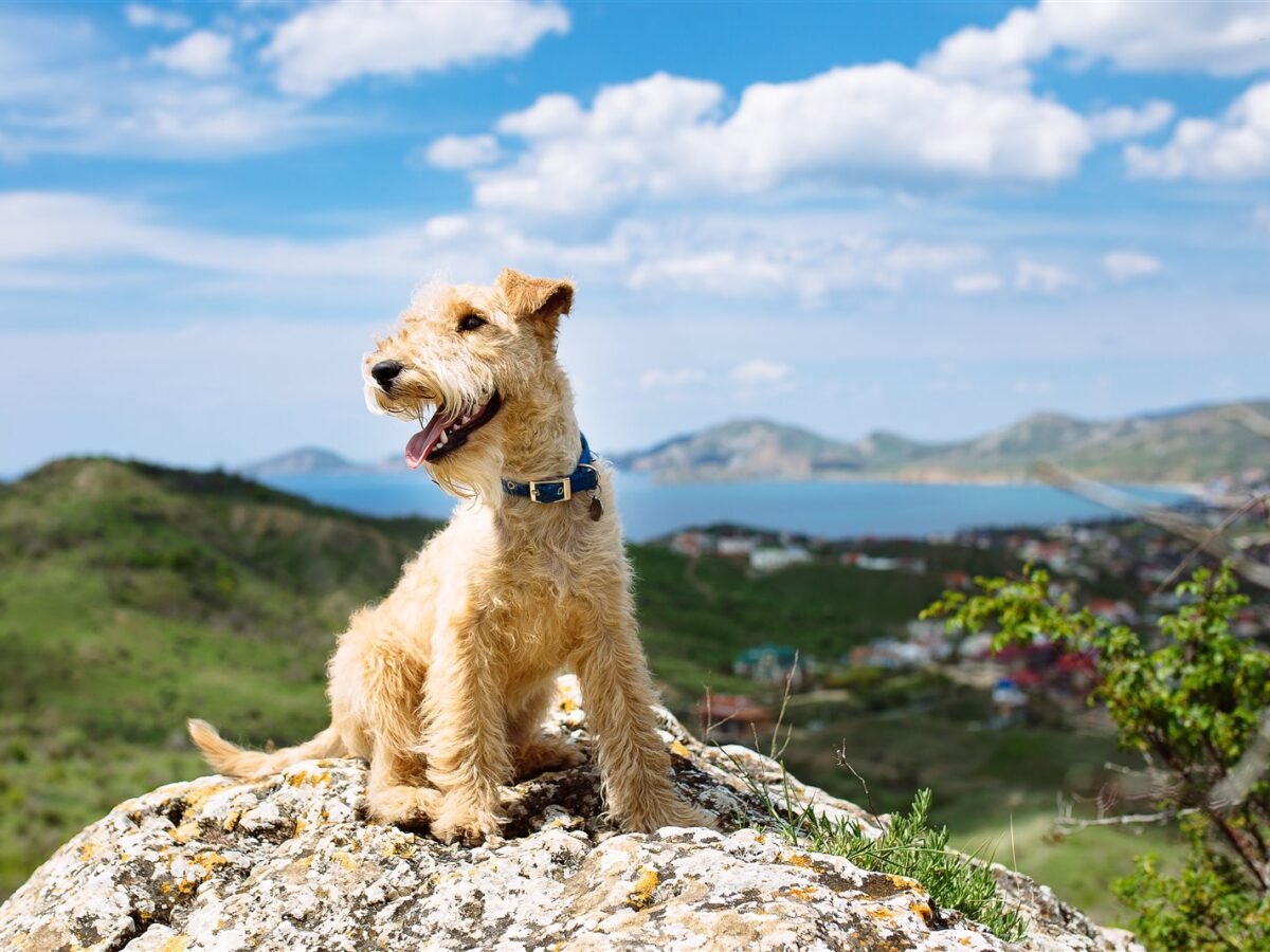 Lakeland Terrier im Foto
