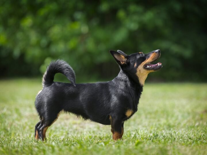 Lancashire Heeler im Foto