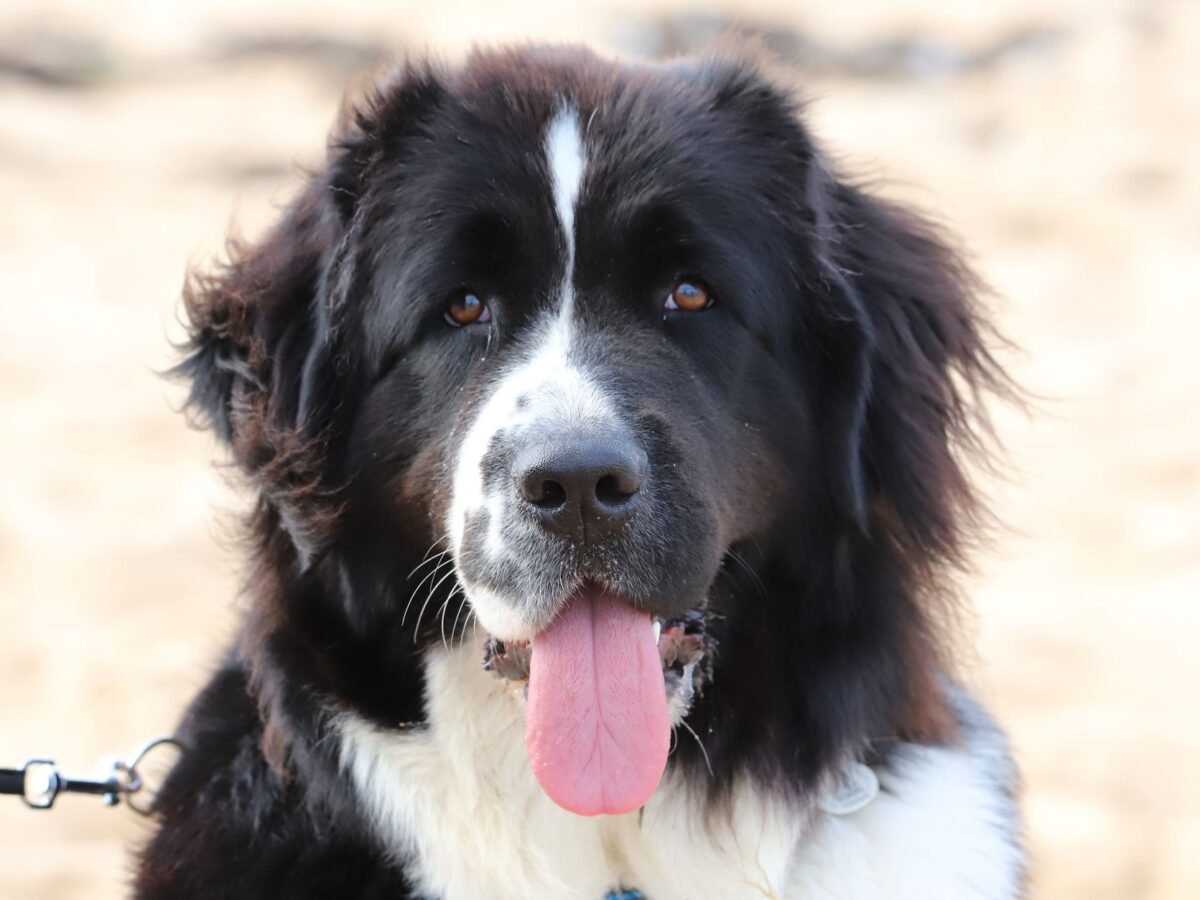 Landseer im Foto
