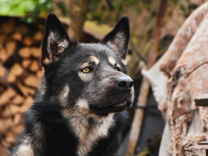Lappländischer Rentierhund im Foto