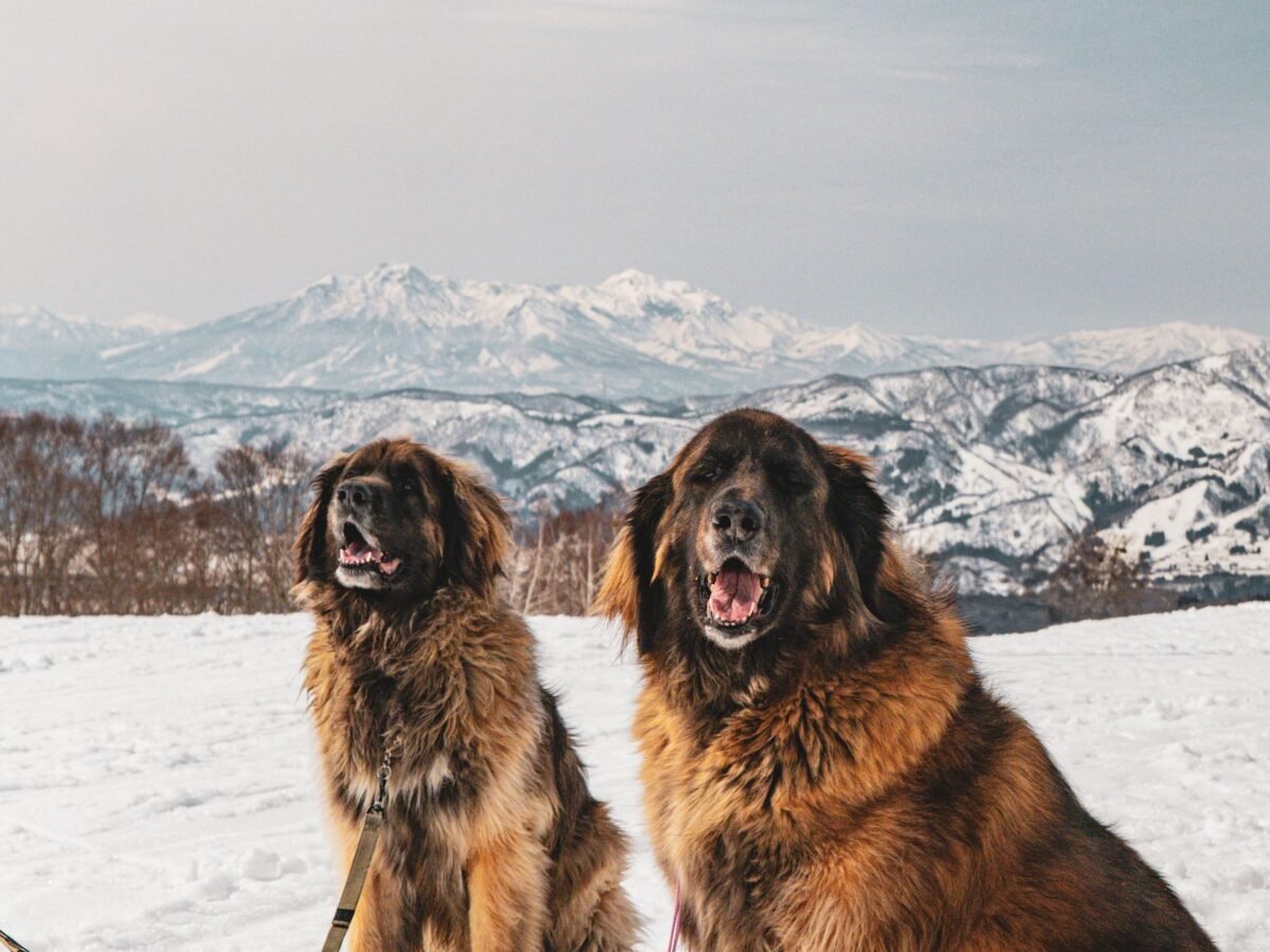 Leonberger im Foto
