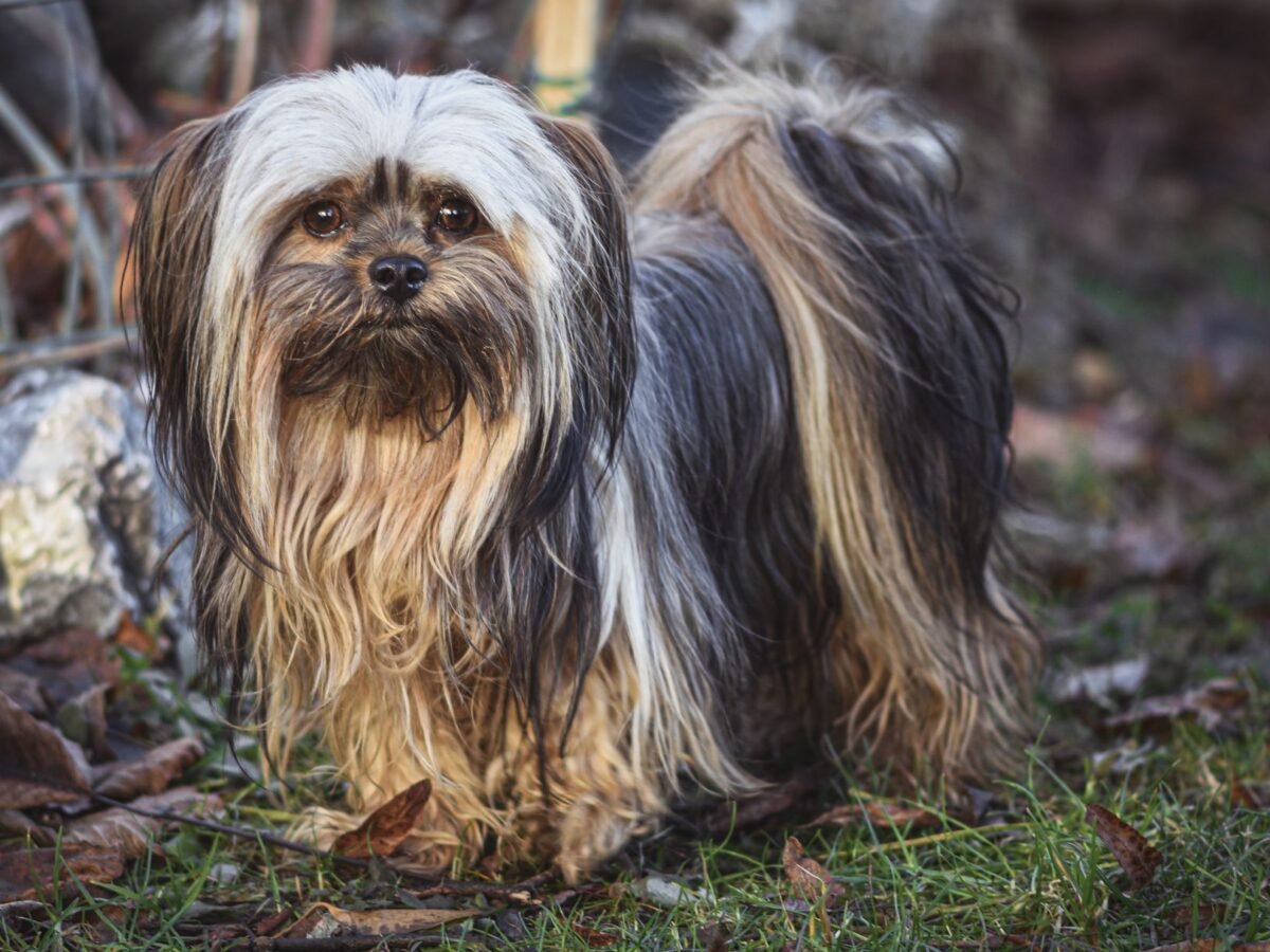 Lhasa Apso im Foto