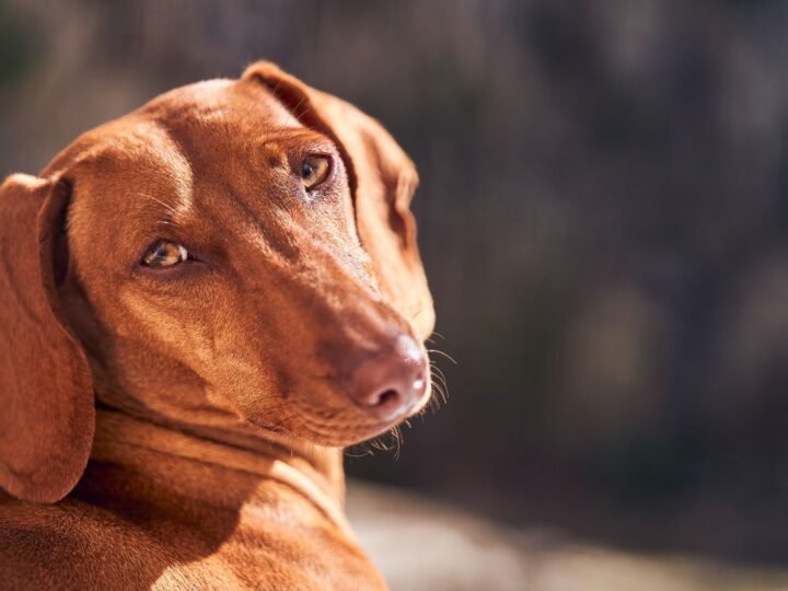 Magyar Vizsla im Foto