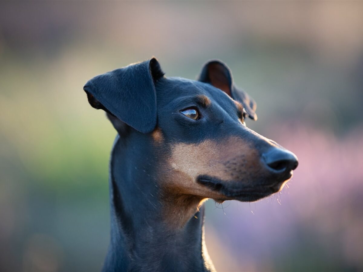 Manchester Terrier im Foto