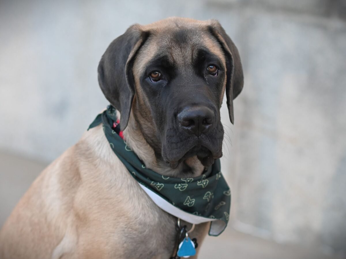 Mastiff im Foto