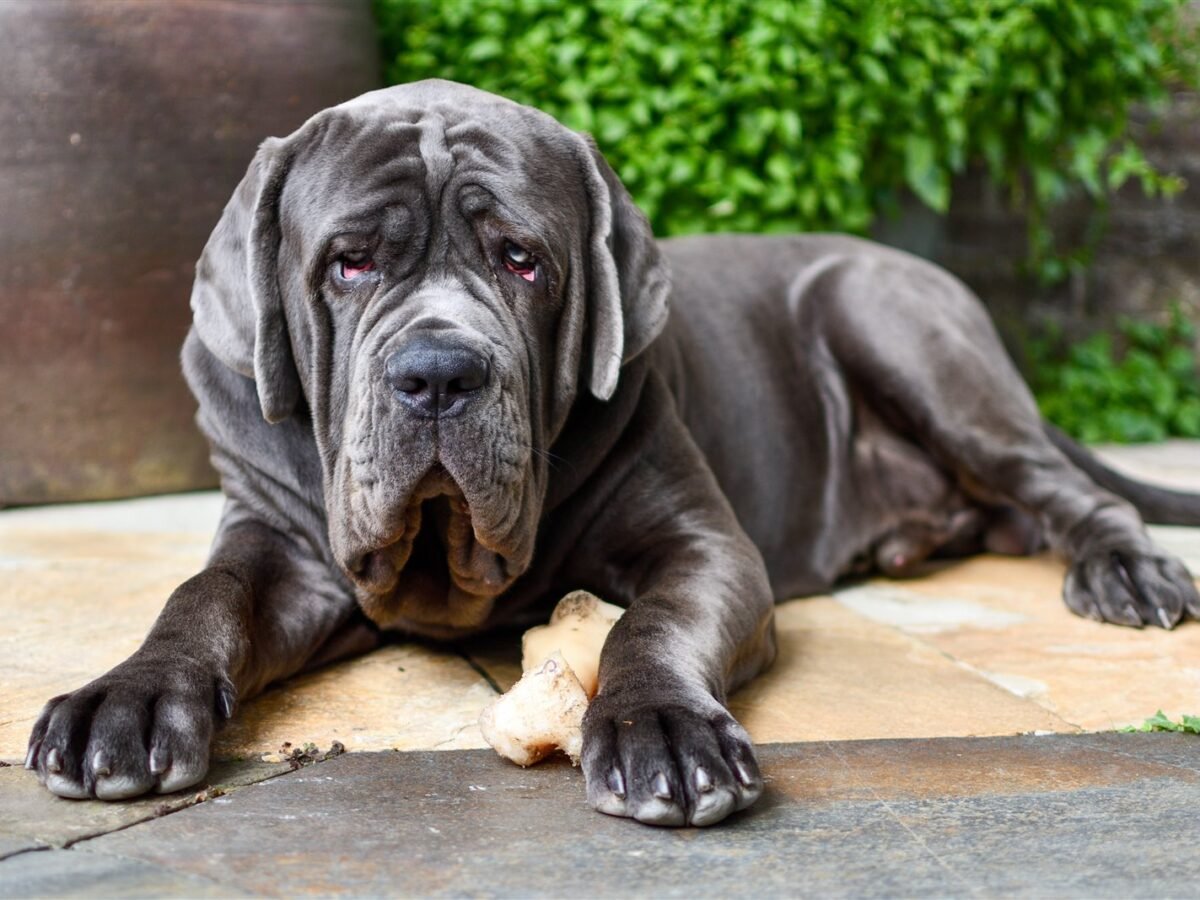 Mastino Napoletano im Foto