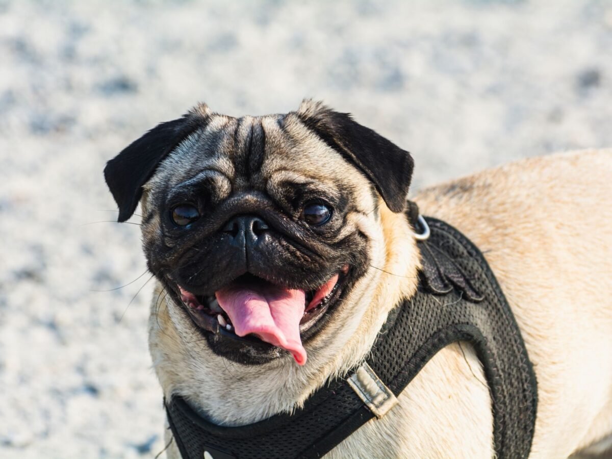 Mops im Foto