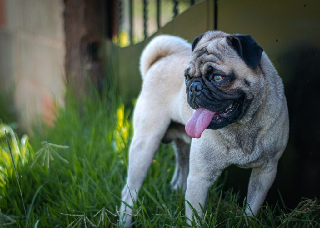 Mops im Foto