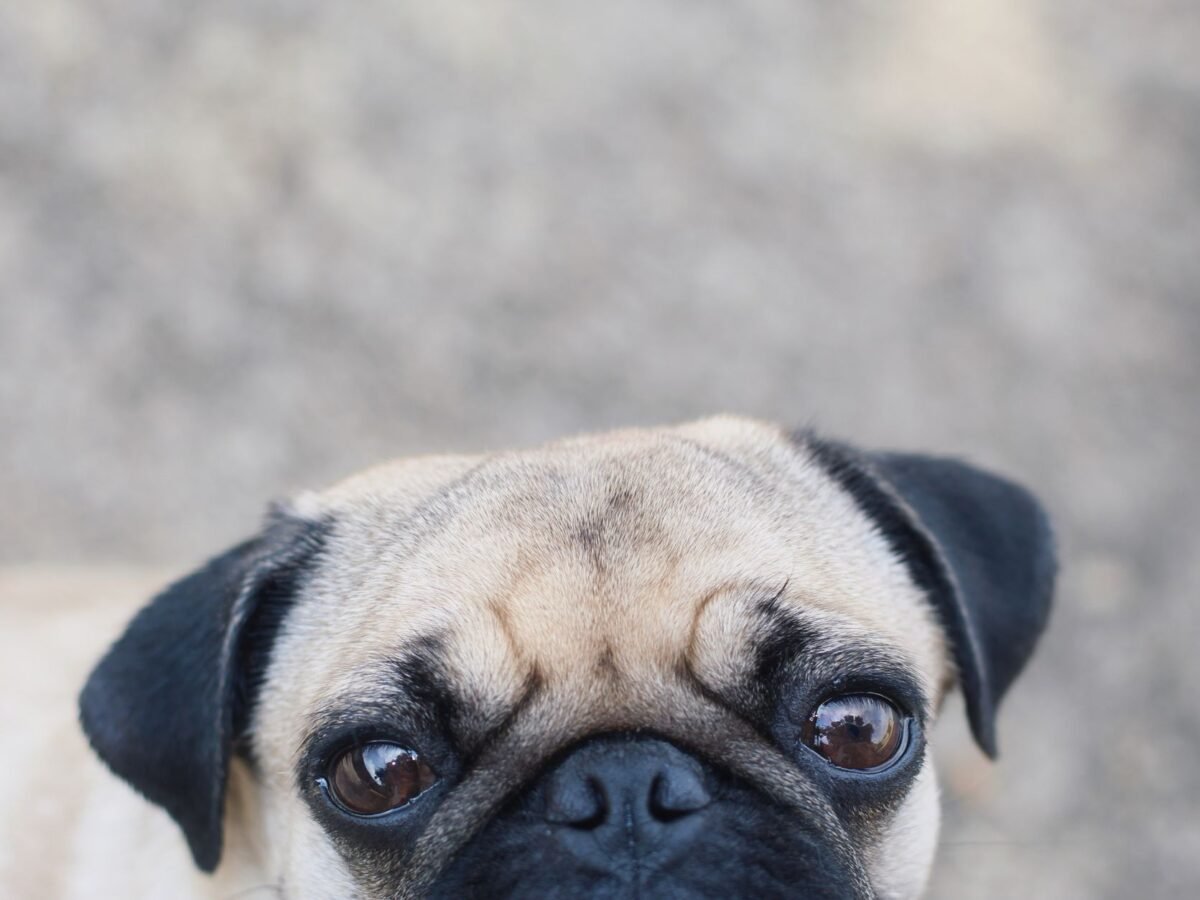 Mops im Foto