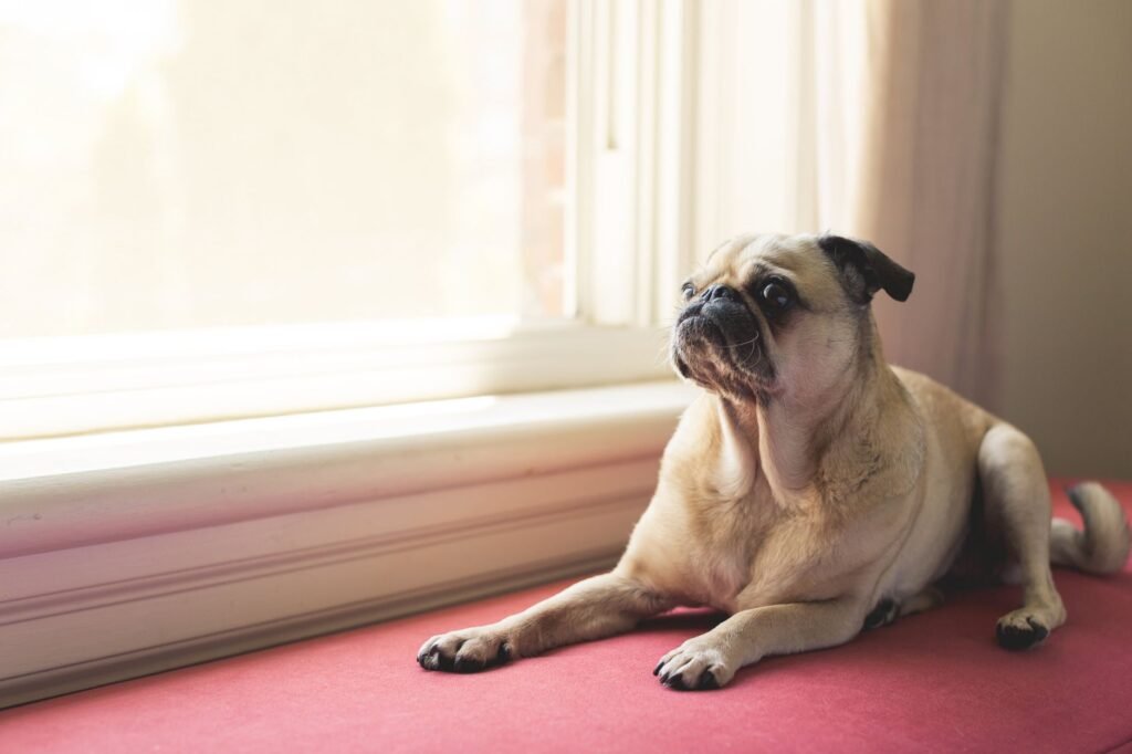 Mops im Foto