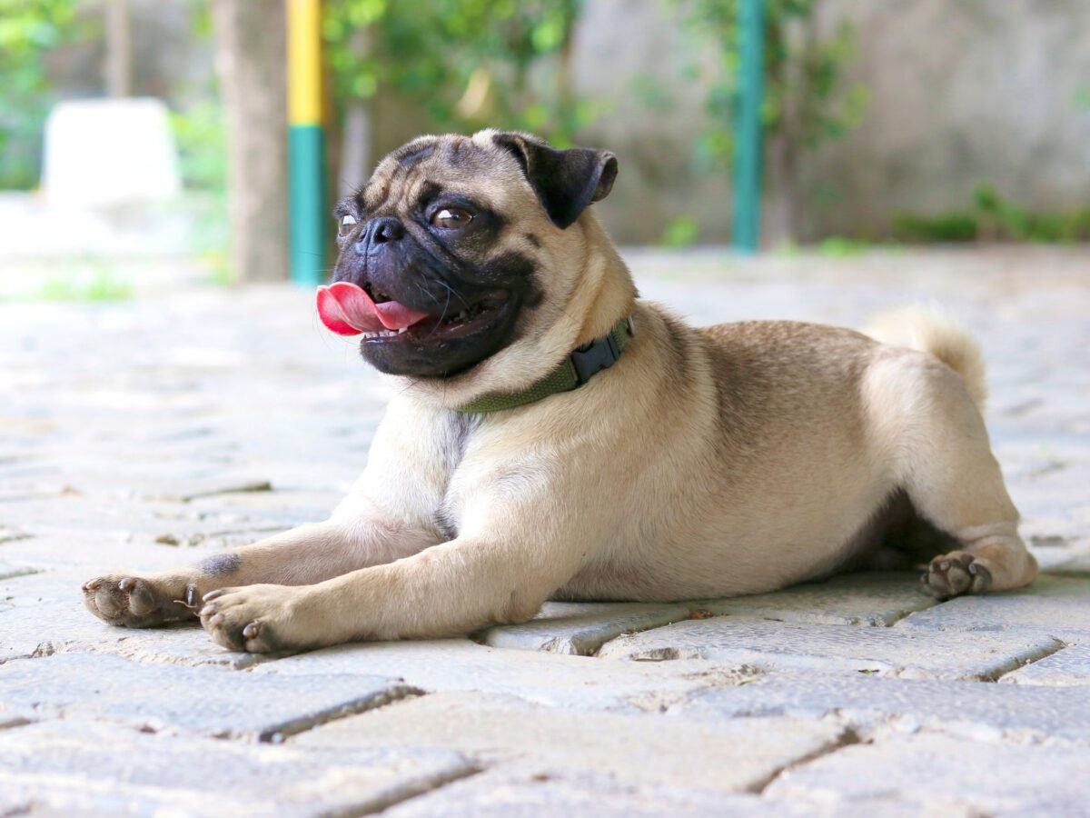 Mops im Foto