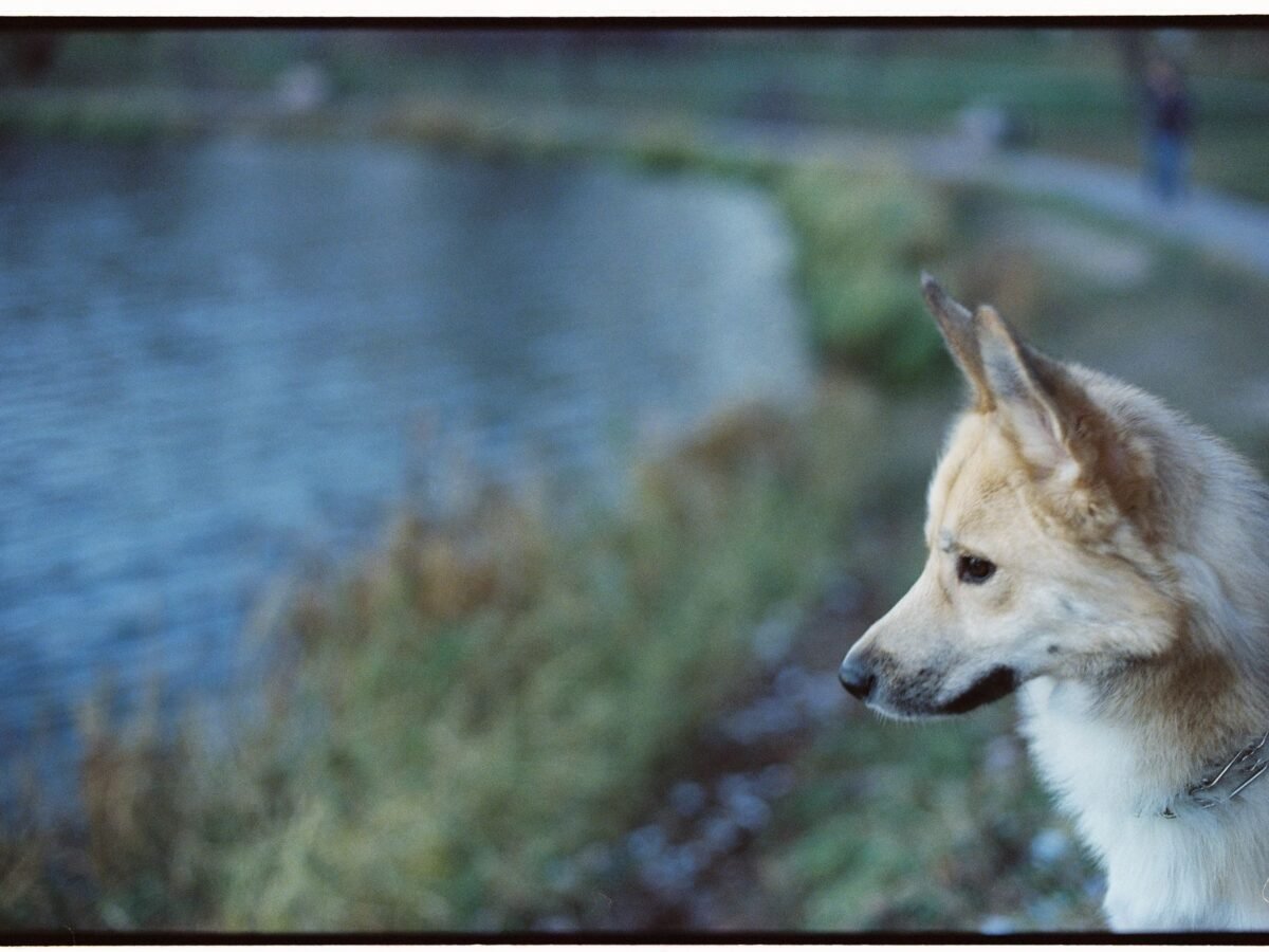 Norwegischer Buhund im Foto