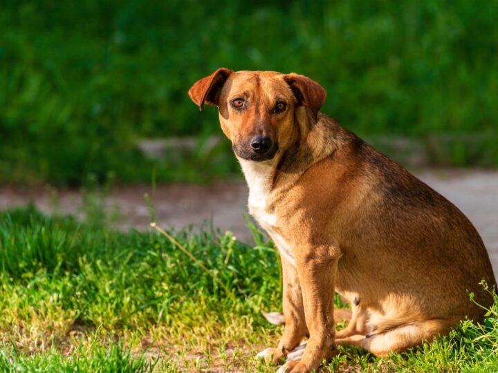 Österreichischer Pinscher im Foto